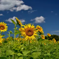 長崎鼻