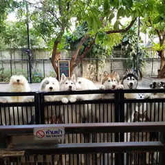 ハスキー カフェ