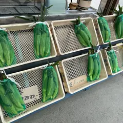 もうもろこし
