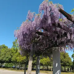 まつぶし緑の丘公園