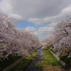 玉川堤の桜 たまがわつつみのさくら