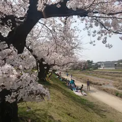 Sakura Trees riverside