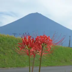 彼岸花ロード