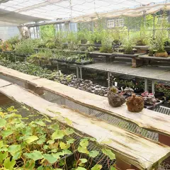 つどいの里 八ヶ岳山野草園