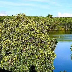 LagoonVilla 龍星