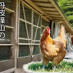 丹波ささやま地鶏