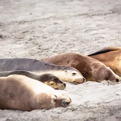 シール・ベイ保護公園
