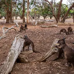 カンガルー・アイランド・ワイルドライフ・パーク