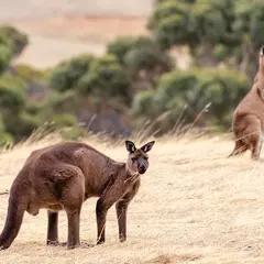 フリンダーズ・チェイス国立公園