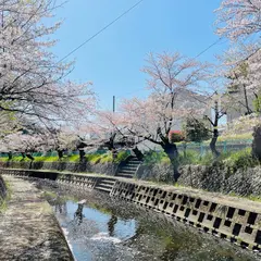 吉田川の桜