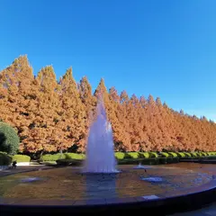 メタセコイア並木