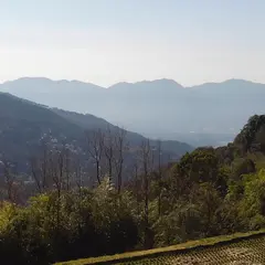 遊庵