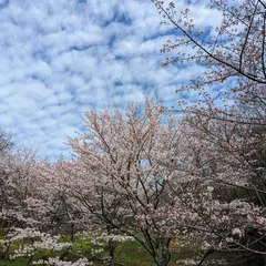 森と湖畔の公園