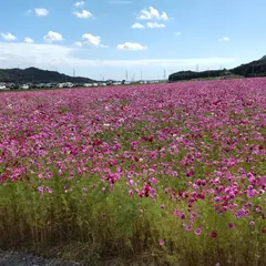 志方町コスモス祭り会場（高畑）