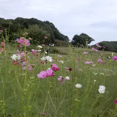 志方東コスモスまつり（広尾東会場）