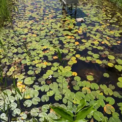 びわ湖大津館イングリッシュガーデン