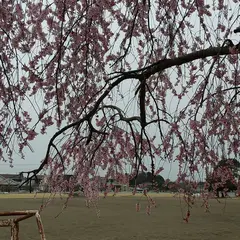 栃木市総合運動公園 北駐車場