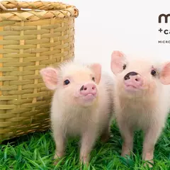 mipig cafe 京都店
