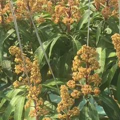 三養基マンゴー農園【MANGO、苗、輸出入業】
