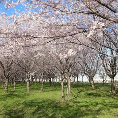 大島小松川公園 展望の丘