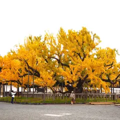 本願寺の逆さ銀杏