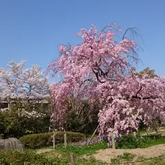 粟田口あおくすの庭