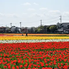 羽村市チューリップまつり