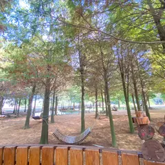 Bald Pine Forest