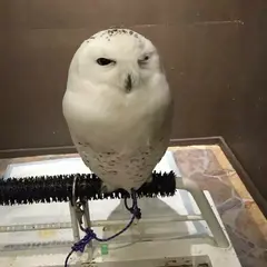 フクロウカフェ わたわた