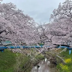 伊賀川 桜堤