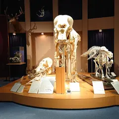 麻布大学いのちの博物館