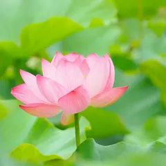 御所の水ハス公園