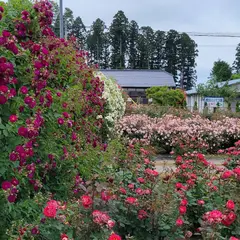 横田のバラ園