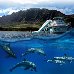 Dolphins and You