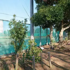 岡村公園 ゆずの樹