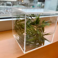 Japan Airlines First Class Lounge and Sakura Lounge