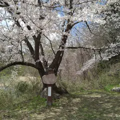金田一の石割桜 ソメイヨシノ