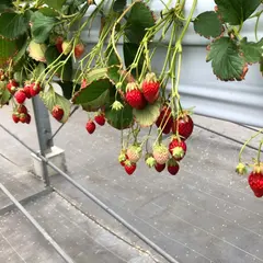 マリモファーム