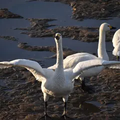 白鳥の里 邑知潟