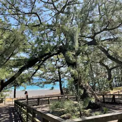 羽衣の松