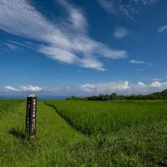 佐渡北鵜島の車田植え