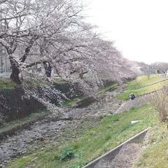 菜の花畑と桜