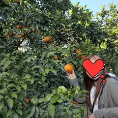 田方屋みかん狩り