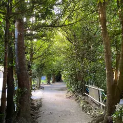 備瀬 水牛車（フクギ並木観光）