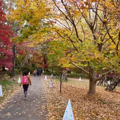 国営武蔵丘陵森林公園 カエデ園