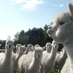 Alpaca International