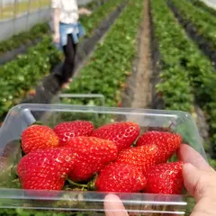 野口英雄いちご園