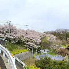 岡谷町 熊野神社の 桜並木