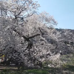山妻有の桜