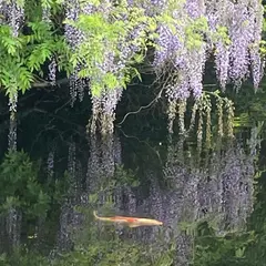 妙青寺の藤の花